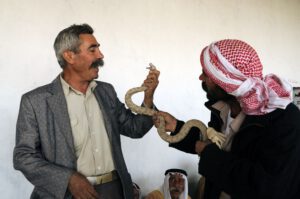 Sheikh Gharbi & Snake